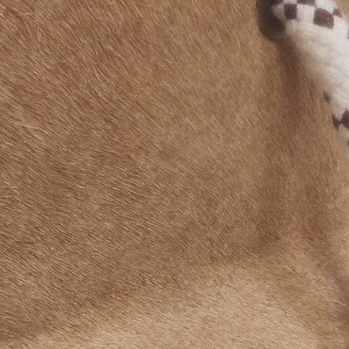 Zarážka do dveří Luxury Cowhide BRAZÍLIE BEIGE 17x20cm